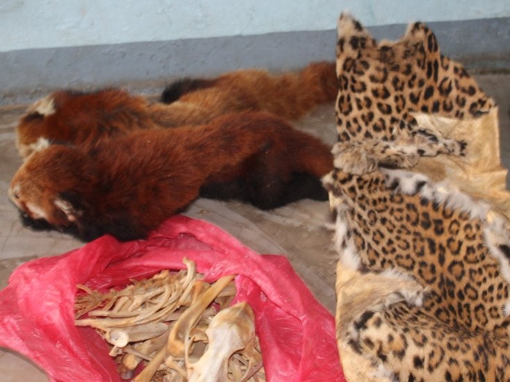 रेड पाण्डा र चितुवाको छालासहित तीन पक्राउ